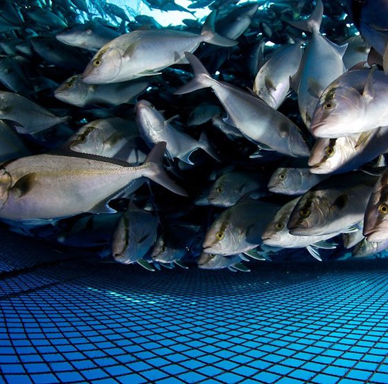 Feidhm Gineadóir Ocsaigine PSA